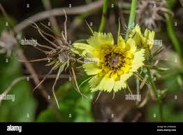 Image result for Tolpis