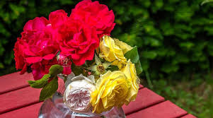4.4 out of 5 stars. Ahead Of Valentine S Day Roses Cost A Bunch Cities News The Indian Express