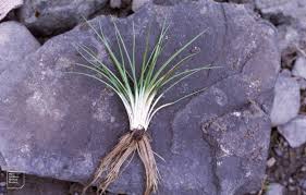 Image result for Isoetes alstonii