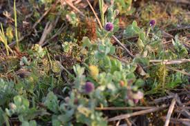 Image result for Sphaeranthus peduncularis