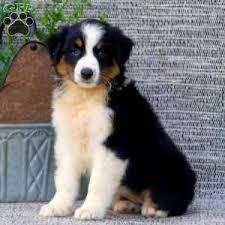 It makes the perfect addition to any aussie lovers collection. Australian Shepherd Puppies For Sale Greenfield Puppies