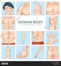 Start studying male body parts. Male Body Parts Vector Photo Free Trial Bigstock