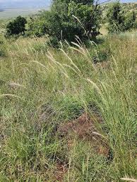 Image result for Aristida congesta