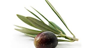 Oliven sind nicht nur gesund, sondern vor allem richtig lecker. Oliven Eat Smarter