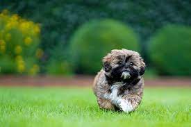 The Shih Tzu Life Span How Long Do Shih Tzu S Live For