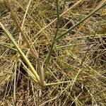 Image result for Sporobolus spicatus