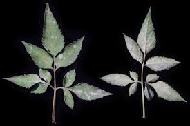 Image result for Bidens biternata