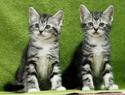 The american shorthair (ash) is a breed of domestic cat believed to be descended from european cats brought to north america by early settlers to protect valuable cargo from mice and rats. Untitled Document