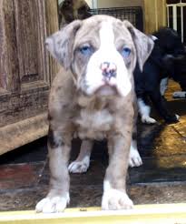Links to external sites, pay sites, or. Alapaha Blue Blood Bulldog Puppies North East Uk Spennymoor County Durham Pets4homes