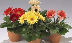Mahkota bunga tersusun hanya selapis umumnya 12 penyulaman tanaman jangan lebih dari 30 hari pada pagi atau sore hari penyiraman dalam kondisi normal membutuhkan 6 liter/hr/m2 sebelum. Cara Menanam Bunga Gerbera Dalam Pot Dengan Mudah Dan Praktis Untuk Hiasan Ruangan Faunadanflora Com
