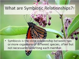 Image by hans braxmeier from pixabay. Symbiotic Relationships What Are Symbiotic Relationships Symbiosis Is