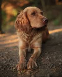 Image result for německý křepelák postava