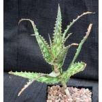 Image result for Aloe mossurilensis