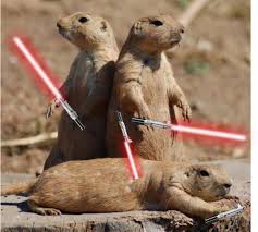 When Animals Go Star Wars On Each Other Animals Star Wars Prairie Dog