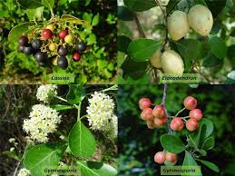 Image result for Celastraceae