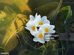 Image result for Ottelia