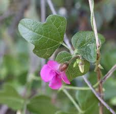 Image result for Dolichos trilobus