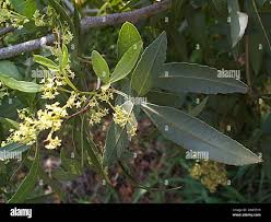 Image result for Searsia leptodictya