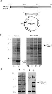 Select ceiling fans and décor lighting. Dissociation Between P93b Myb And P75c Myb Expression During The Proliferation And Differentiation Of Human Myeloid Cell Lines Sciencedirect