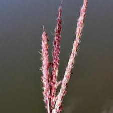 Image result for Andropogon festuciformis