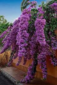 Fiori bianchi, petali, primavera, frutta, fiori. Buganvillea A Grappolo Arbusti Da Fiore Idee Di Giardinaggio Piante Da Ombra Da Giardino