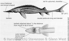 Shovelnose Sturgeon Montana Field Guide