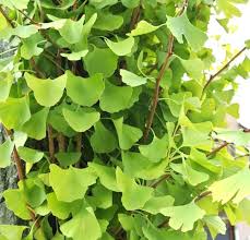 もうすぐ黄葉 生きた化石 といわれる植物イチョウの木 森ノオト