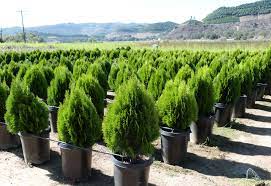 We did not find results for: Thuja Orientalis Aurea Nana T Y Nursery
