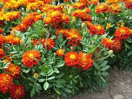 Image result for Tagetes patula