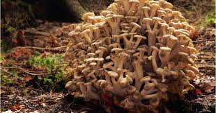 Image result for Polyporus pendulus