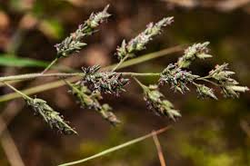 Image result for Eragrostis racemosa