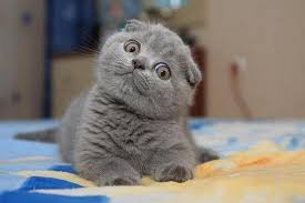 Scottish Fold Steemit