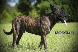 Knpv Dutch Shepherd Mossk9 Malinois Puppies Malinois Malinois Puppies For Sale