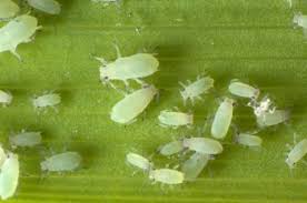 Weeds are an unwelcome sight for any homeowner. How To Control Weed And Pest Problems In The Garden Texture Plants
