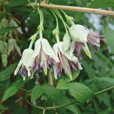 Maybe you would like to learn more about one of these? Clematis Napaulensis Old Man S Beard Hardy Perennial Unique Winter Flowering Climbing Plant Low Maintenance Fragrant Yellow Bell Flowers Clematis Forrestii 1 X 7cm Pot By Thompson And Morgan Buy Online In China