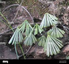 Image result for Actiniopteris radiata