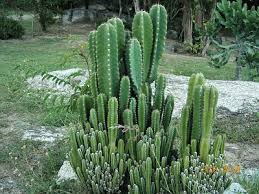 Hasil gambar untuk KAKTUS