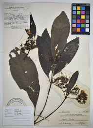 Image result for Pavetta sp. A