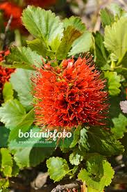 Image result for Greyia