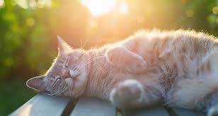 Oct 10, 2019 · the combination of aspirin and clopidogrel started within 12 h of minor stroke and tia and continued for ~3 weeks reduced the incidence of recurrent stroke in patients at high risk 110,111. Most Common Signs Of Heat Stroke In Dogs And Cats Petcoach