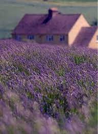 Not Sure Of The Location Of This Gorgeous Lavender Field And Home Shot But Rather Suspect It S England Lavender Fields Lavender Cottage Purple Flowers