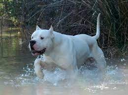 dogo argentino in albania home facebook