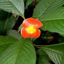 Image result for Psychotria palustris