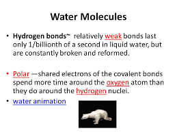 Photosynthesis and cellular although both of these reactions involve a series of complex steps, the basic reactants and products in each process are four relatively simple molecules. Chemistry Of Life Properties Of Water Chapter 3 Pre Assessment 1 What Causes Water To Travel Up The Roots Of A Plant 2 What Allows Bugs To Walk On Top Ppt Download