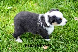 Miniature australian shepherd · cameron, ok. Utah Miniature Australian Shepherds For Sale Mini Shepherd Pu Miniature Australian Shepherd Puppies Miniature American Shepherd Miniature Australian Shepherd