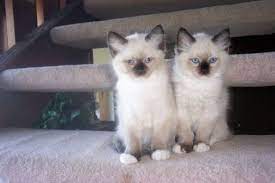 Taking Care Of A Ragdoll Cat Cute Cats Ragdoll Kitten Cat Breeds