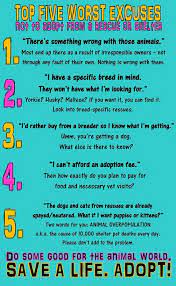 The Top Five Worst Excuses Not To Adopt From A Rescue Or Shelter Animals Animalrescue Adoptdontshop Adoption Pet Adoption Animal Shelter