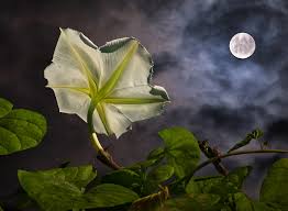Learn about gardening on gardenguides.com. Creating A Magical Moon Garden Farmers Almanac