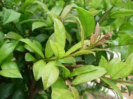 Image result for Combretum constrictum