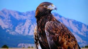 Maybe you would like to learn more about one of these? Burung Elang Ciri Ciri Jenis Harga Dan Makanannya